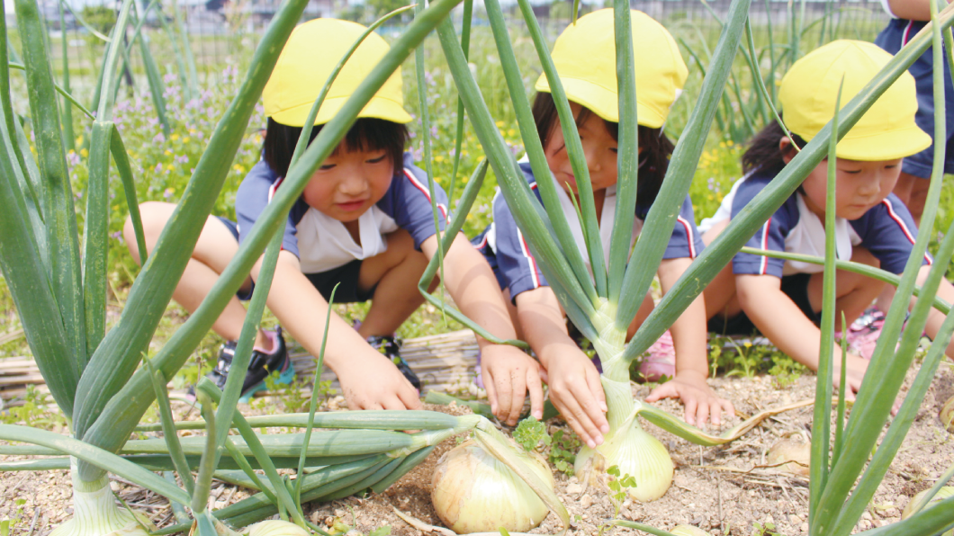 認定こども園みのり 野菜収穫
